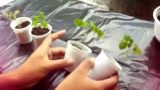 Growing Startfruit Carambola from seeds Part 1 [upl. by Ilan]