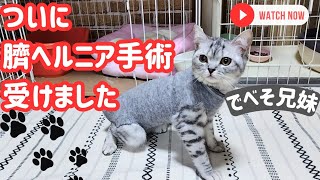 子猫の臍ヘルニア手術を受けました 退院後は術後服が決まらないハプニング猫 [upl. by Ronoc]