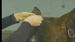 Horse Salesmanship Sale PreparationYour Horses Forelock [upl. by Aekahs]