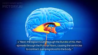 Understanding the Hearts Electrical Conduction System [upl. by Lemej]