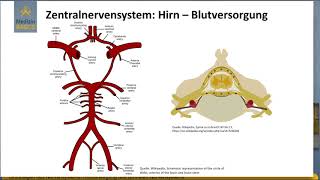 09 Blutversorgung des zentralen Nervensystems [upl. by Sigvard]