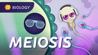 Meiosis Why Are All Humans Unique Crash Course Biology 30 [upl. by Negyam]