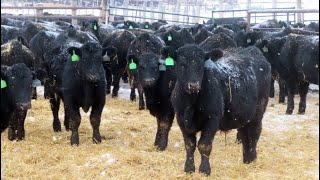 D amp N Livestock  750 February Weaned Steers  84 Head Peebles SK VBP [upl. by Gillette]