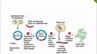 Agrobacterium Mediated Gene Transfer Ti PlasmidTDNA [upl. by Philomena549]