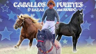 Los Caballos de Tiro más pesados y fuertes del Mundo [upl. by Yatnuahs]