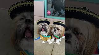 I am Mexican boysunknownboyvarun7  lovePinkfong MOMMYTONIFOWLER ￼￼ [upl. by Nnednarb410]