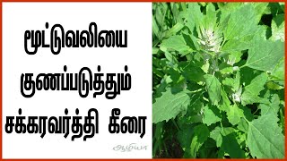 Chakravarthi Keerai  சக்கரவர்த்தி கீரை  Bathua in Tamil  Health Tips Tamil [upl. by Nivek]