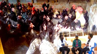 BA LUBWAMA POULTRY PROJECT Enkoko enganda Tuzifunyemu Obuggaga [upl. by Adnirual318]