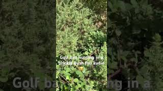 Golf ball hunting in a very prickly bush 😂 turn it up golf golfcourse golfball all golfers watch [upl. by Nogaem112]