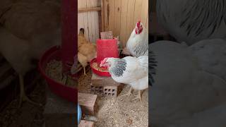 Gallinas criollas peruanas shortvideo gallinas crianza [upl. by Ahsinek]