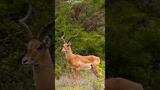 MALE IMPALA [upl. by Saturday]