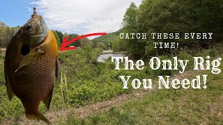 How To Catch Big Panfish From The Bank  Simple Fishing Technique Catching Monster Bluegill [upl. by Lillie]