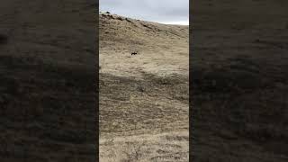 Coyote Hunting 2019 And Look What I Ran Across calling coyotescalling predatorcoyote calling [upl. by Desdee479]