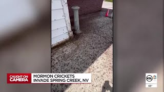 Amid Nevada flower blooms Mormon crickets cause commotion [upl. by Micki938]