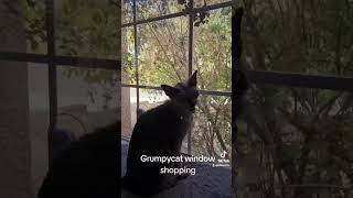 Lykoi Cat watches Hummingbird cat lykoi werewolf nature hummingbird birdwatching [upl. by Hpesojnhoj307]