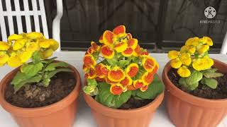 Lady’s Purse Plant Calceolaria Plant  Grow amp Care tips [upl. by Ted]