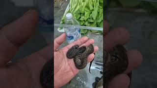 elephant trunk snake Acrochordus javanicus snake shorts reptiles youtubeshorts youtube [upl. by Ayifa]