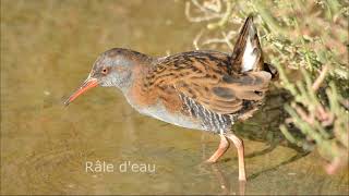 Chants doiseaux Révision 233 [upl. by Eidnim]