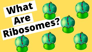 Ribosomes make Protein [upl. by Kacie]