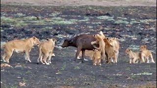 10 Lion Cubs vs 1 Buffalo Calf [upl. by Laehctim748]