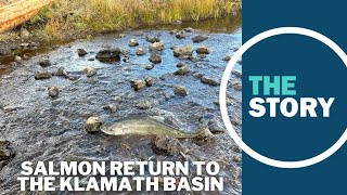 Just weeks after Klamath River dam removals salmon spotted in longobstructed streams [upl. by Ecaj]