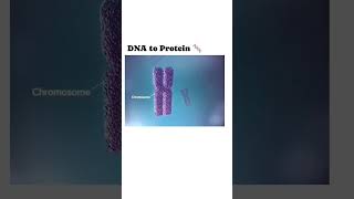 Breaking Down the Complex Process of DNA to Protein Synthesis shorts viral trending education [upl. by Nomi]