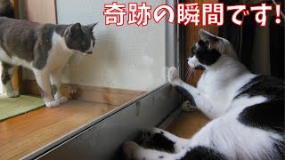 【保護猫】【感動】じいじさんは野良猫の捕獲に成功しました！！【じいじさんとばあばさんと猫たち】 [upl. by Stringer]