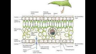 Transpiration IV Mechanism of Stomatal Movement  Dr Rohitashv Choudhary  B Sc III  Botany [upl. by Kaine]