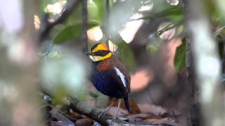 Banded Pitta  Panti Bird Sanctuary Johor Malaysia Nov 2012 [upl. by Bolling]