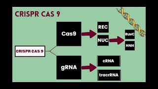 Components of CRISPR Cas 9 وجنون حفيظ الدراجي [upl. by Boni]