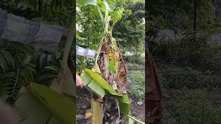 Cutting Banana tree satisfying bananafarming cuttingskills short [upl. by Gurevich924]