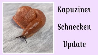 Kapuziner Schnecken Update und ein paar Infos [upl. by Koa505]