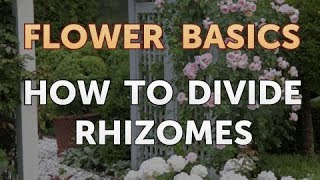 How to Divide Rhizomes [upl. by Woodford434]