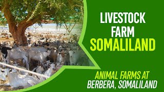 Somaliland Livestock Farm [upl. by Arymat46]