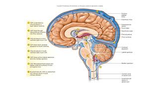 Brain and spinal cord meninges sinus CSF flow [upl. by Nahej367]