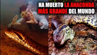 TRISTE NOTICIA Hayan MUERTA a la ANACONDA MÁS GRANDE DEL MUNDO a unos días dehaber sido DESCUBIERTA [upl. by Ilan635]