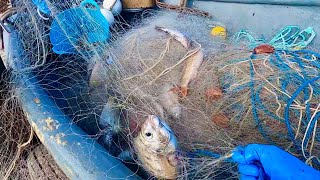 COMMERCIAL FISHING  Red Mullet Gill Nets  Mullet Black Bream and No Seaweed [upl. by Hun]