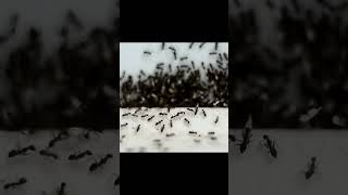 Ants Taking Over We Show You How to Handle the INVASION  Ant Invasion We’ll Handle It [upl. by Gherardi92]