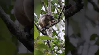 Les animaux que je veux le plus voir en AUSTRALIE 😍🐨 [upl. by Uwkuhceki]