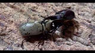 Xylotrupes Florensis VS Dynastes Grantii insects [upl. by Llednav928]