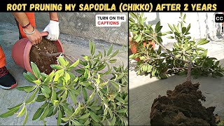 Root Pruning My Chiko Plant Sapodilla After 2 Years TURN CAPTIONS ON [upl. by Ardnaek]