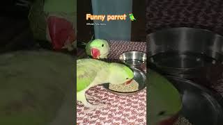 parrotlover parrot funny talkingparrot trending shorts 🦜🦜🦜🦜🦜 [upl. by Lenhard]