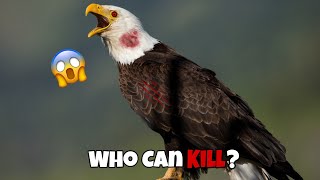 6 Eagles That Could Defeat A Bald Eagle [upl. by Solon]