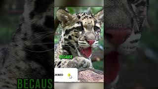 Clouded Leopard [upl. by Edya]