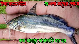 উচ্চ ফলনশীল গুলশা মাছের পোনা কম খাবারে তাড়াতাড়ি বড় হয়।সকল মাছের পোনা কম দামে ক্রয় করুন। [upl. by Iden]