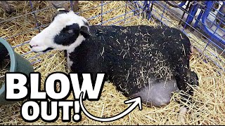 Our BLOWN OUT ewes finally lambed and now we know what happened  Vlog 685 [upl. by Nyrok]