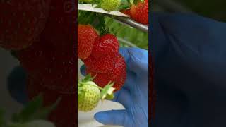 Grow Juicy Strawberries at Home 🍓 Perfect Strawberry Plants for Your Garden [upl. by Banna]