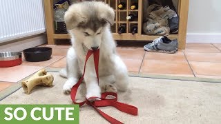 Malamute puppy experiences first hiccup episode [upl. by Farly630]