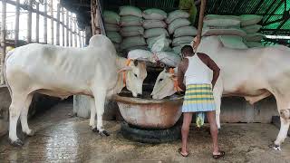 Biggest cow in bangladesh 2024  Gabtoli Gorur Haat 2024 Today  cow video  Cute cow [upl. by Walczak848]