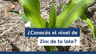 AR  ¿Por qué el zinc es un nutriente clave [upl. by Koah383]